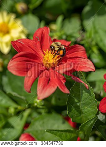 Bumble Bee Has Landed On A Flower To Collect The Pollen