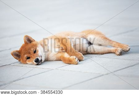 Cute Shiba Inu Puppy Lying On The Pavement And Waiting For Its Owner. Adorable Japanese Shiba Inu Do