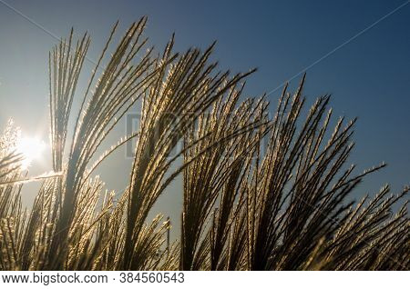 Chinese Silver Grass, Maiden Grass, Miscanthus Chinese, Miscanthus Sinensis Illuminated By Soft Even