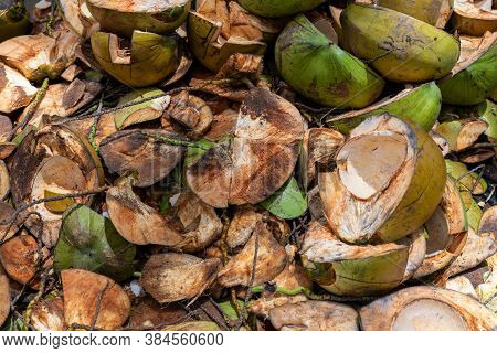 Green Coconut Shells Pile. Coconut Cooking Process. Coco Meat Plant Trash Pile.cleaning Coconuts Con