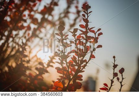 Purple Leaves On Bush Of Thunbergs Barberry, Berberis Thunbergii, The Japanese Barberry, Or Red Barb