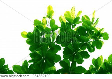 Green Leaf And Branch Of Terminalia Catappa Tree, Style And Shape Isolated On White Background.