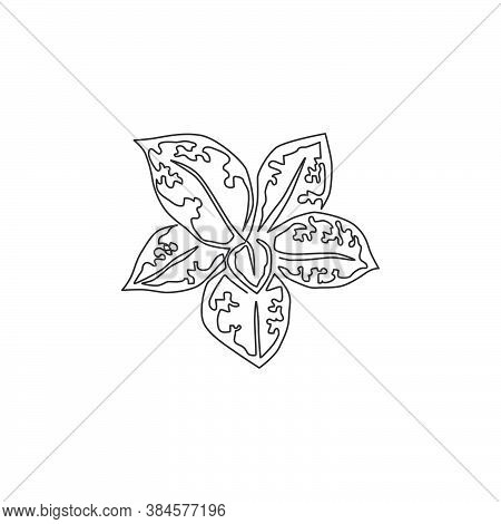 Single Continuous Line Drawing Cute Tropical Leaves Aglaonema Plant From Top View. Printable Decorat