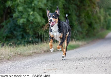 Happy Dog Is Running With Flappy Ears, Appenzeller Sennenhund