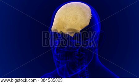 Human Skeleton Skull Frontal Bone Anatomy For Medical Concept