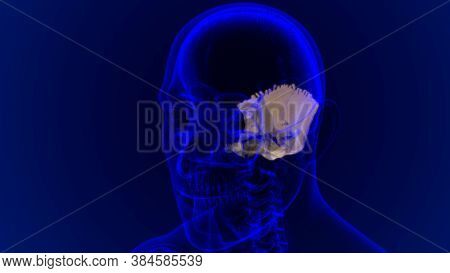 Human Skeleton Skull Occipital Bone Anatomy For Medical Concept