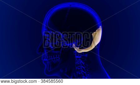 Human Skeleton Skull Occipital Bone Anatomy For Medical Concept