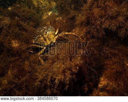A Closeup Underwater Picture Of Two Crabs On A Stone Covered With Seaweed. Picture From Oresund, Mal
