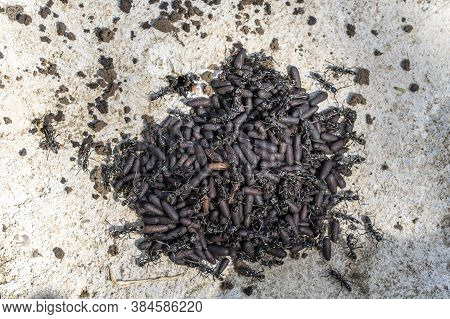 Ant And The Nest Of Ants, Close Up, Tanzania, Africa