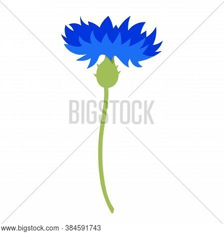 Vector Illustration: Cornflower. Spring Flower Isolated On White Background. Vector Illustration For