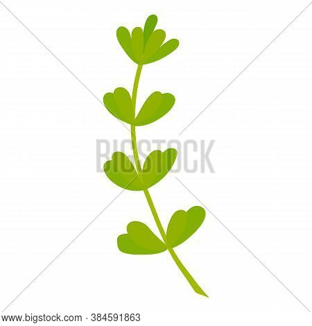 Vector Illustration: Rosemary. Spring Flower Isolated On White Background. Illustration For Wedding 