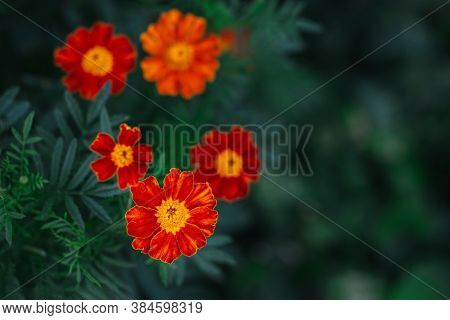 Bright Orange Marigold Flowers (tagetes Patula) On Dark Green Background. Close-up.