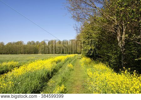 Rapeseed Growing Along A Footpath In The Nature Reserve Alblasserbos Near The Dutch Village Wijngaar