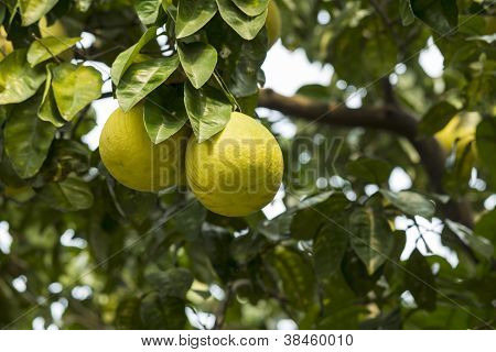 Chiński grejpfruta