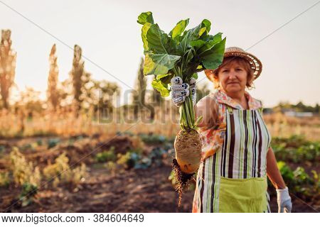 Farmer Pulled Beetroot Out Of Soil And Holding It. Autumn Harvesting. Picking Vegetables On Eco Farm
