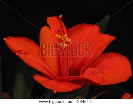 Amarilis