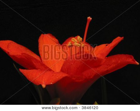 Amarilis
