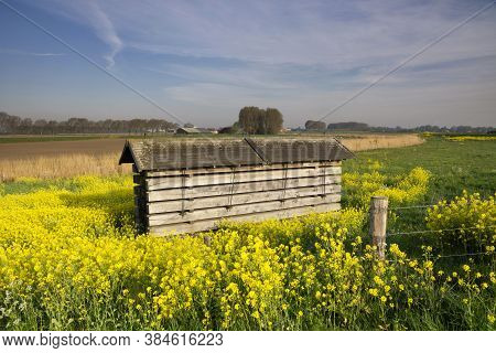 Pile Of Beams Near The Papsluis Lock In A Field Of Rapeseed Close To The Dutch Village Werkendam