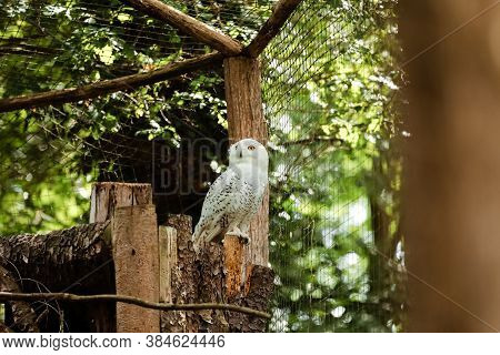 The Barn Owl Is The Most Common Of Its Species And Is Found Throughout The World. Hogle Zoo. Owl In 