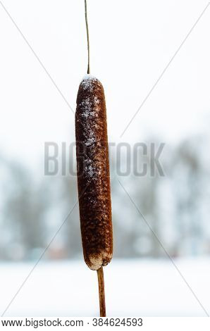 Mature Flower Spike Of The Bulrush Plant On Winter