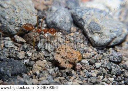 Weaver Ants Or Green Ants. Weaver Ants Live In Trees And Are Known For Their Unique Nest Building Be