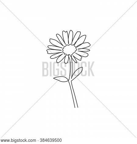 Single Continuous Line Drawing Of Beauty Fresh Bruisewort. Printable Decorative Common Daisy Flower 
