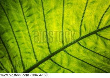 green alocasia odora leaf in the outdoor of city
