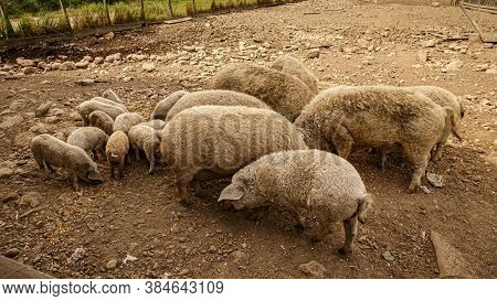 Mangalica A Hungarian Breed Of Domestic Pig In Piggery