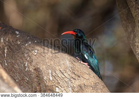 The Green Wood Hoopoe (phoeniculus Purpureus) Sits On A Large Branch Of A Huge Tree. Blue-green Bird