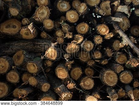 A Stack Of Logs In The Backyard Background With Logs