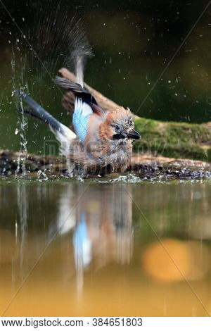 The Eurasian Jay (garrulus Glandarius) Bathed In A Small Pond. Jay With Outstretched Wings And Flyin