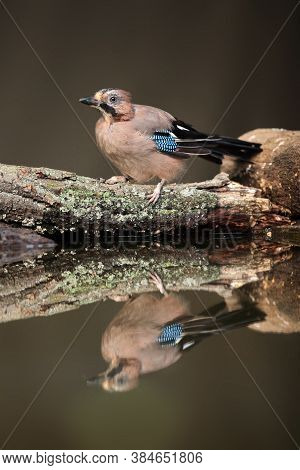 The Eurasian Jay (garrulus Glandarius) Sitting In A Small Pond