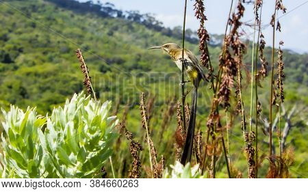 Cape Sugarbird Sitting On Plants Flowers, Kirstenbosch.