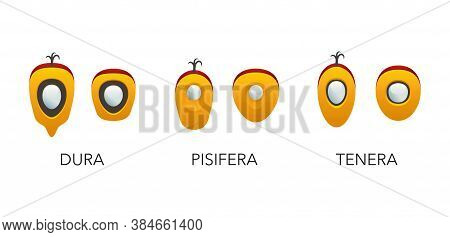 Three Types Of Palm Oil Seeds - Dura, Pisifera, Tenera - Isolated Vector Infographics Elements