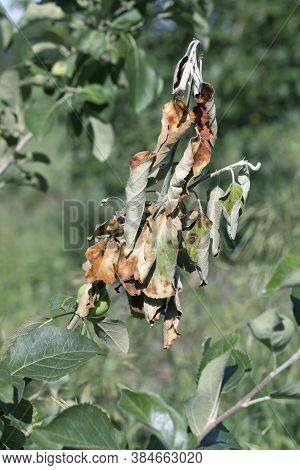 Fruit Tree Is Sick With Fungus. Brown Spots On Leaves.