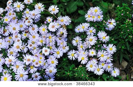 Blomster af September