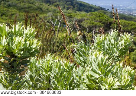 Cape Sugarbird Sitting On Plants Flowers, Kirstenbosch National Botanical Garden.
