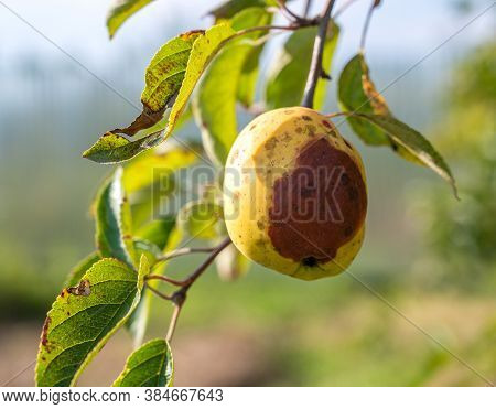 Infected Apples Grow On A Tree Branch In The Orchard