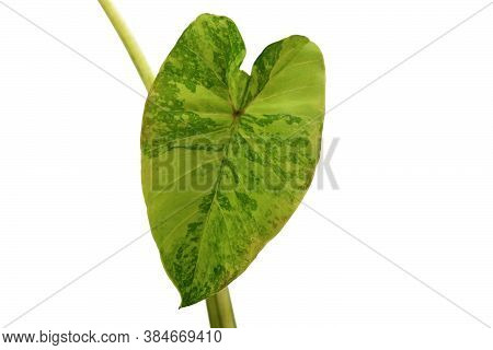 Close Up Of Leaf Of Tropical 'colocasia Midori Sour' Plant With Dark And Light Green Variagated Patt
