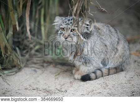 Pallas's Cat  (otocolobus Manul). Manul Is Living In The Grasslands And Montane Steppes Of Central A