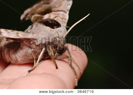 Moth