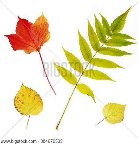 Autumn Leaves On White Background, Abstract Texture