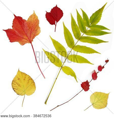Autumn Leaves On White Background, Abstract Texture
