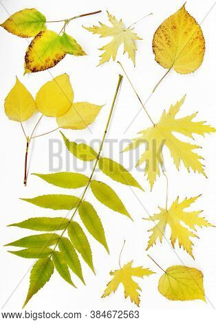 Autumn Leaves Set On White Background, Abstract Texture