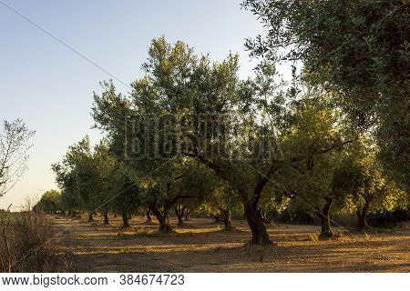 Tranquil Scene At Sunset In San Mateu