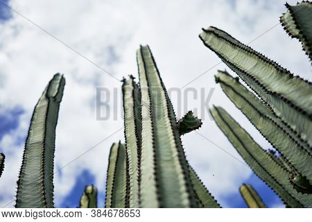 Close up of succulent green cactus at botanical garden