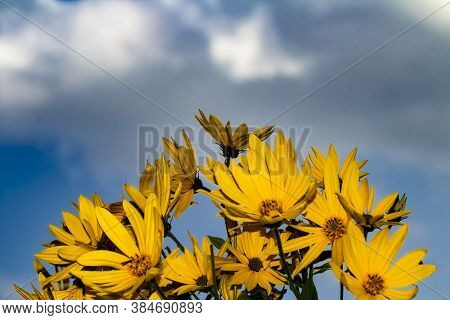 Bright Orange Autumn Flowers Jerusalem Artichoke Or Earthen Pear Against A Blurry Sky With A Dark Cl