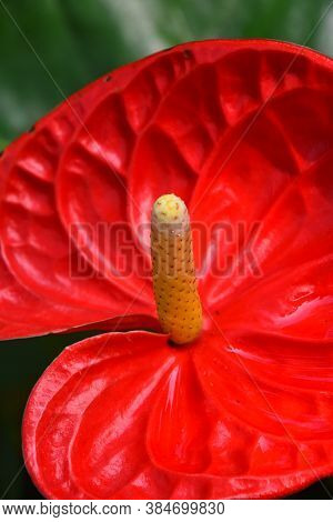 Close Up One Red Tropical Anthurium Flower With Spadix And Spathe, Epiphyte Of Araceae Family Also K