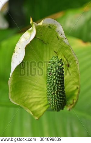 Close Up One Green Tropical Spathiphyllum Flower With Spadix And Spathe, Epiphyte Of Araceae Family 