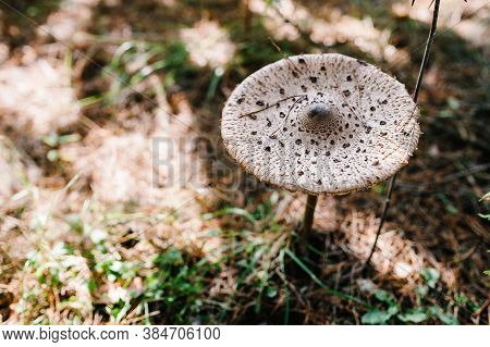 The Parasol Mushroom Macrolepiota Procera Or Lepiota Procera Found In A Pine Wood. Mushrooms Growing